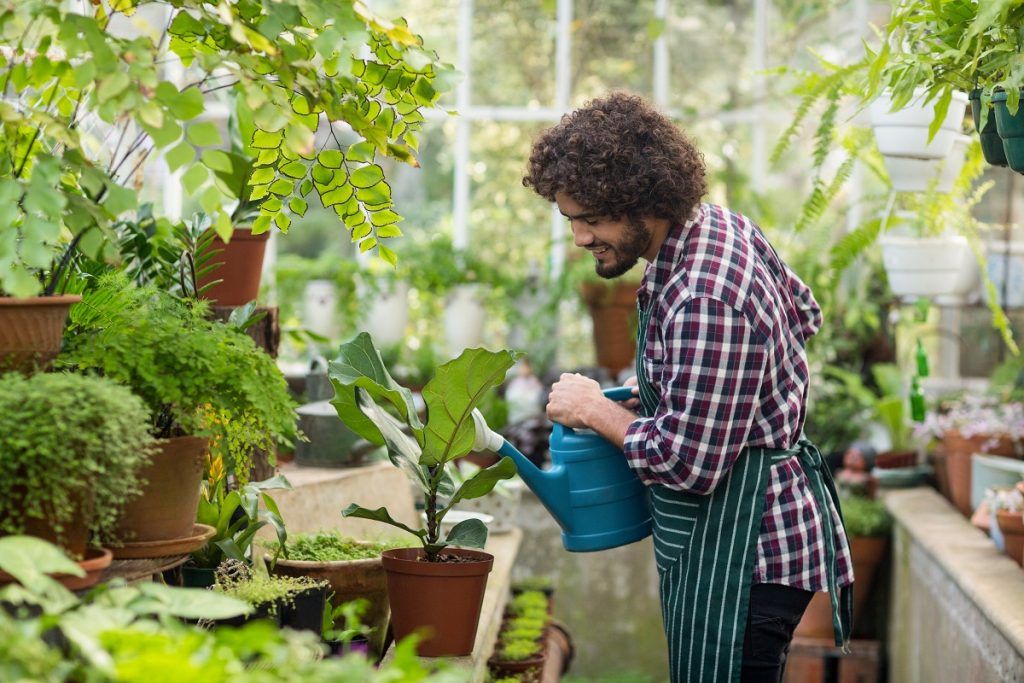 Man watering plant in an indoor garden