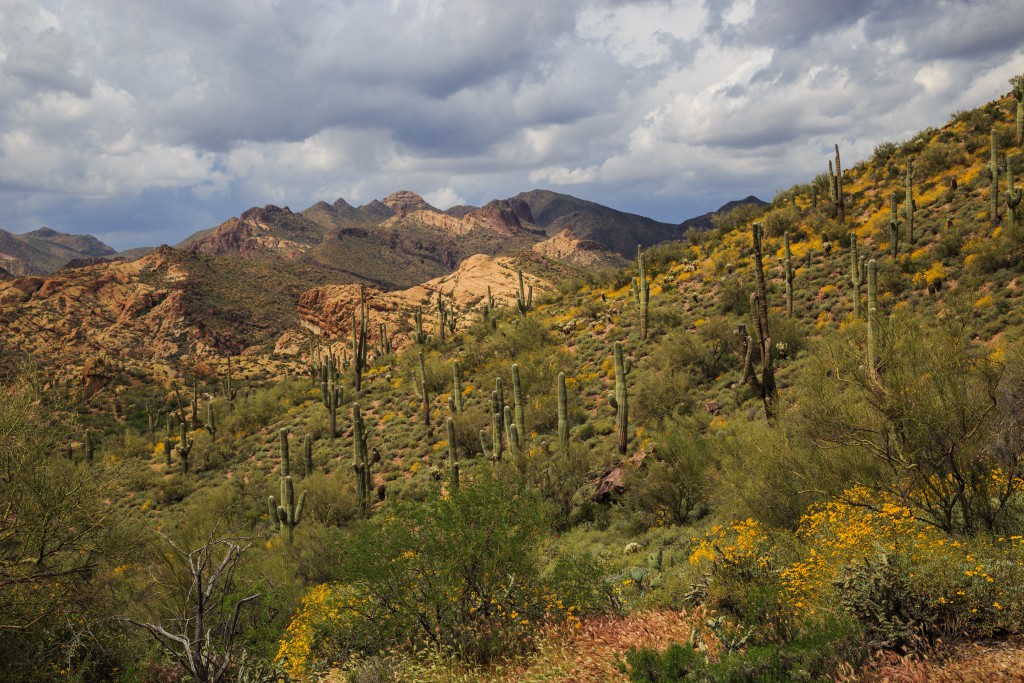 Desert Spring Bulldog Canyon- Arizona, USA