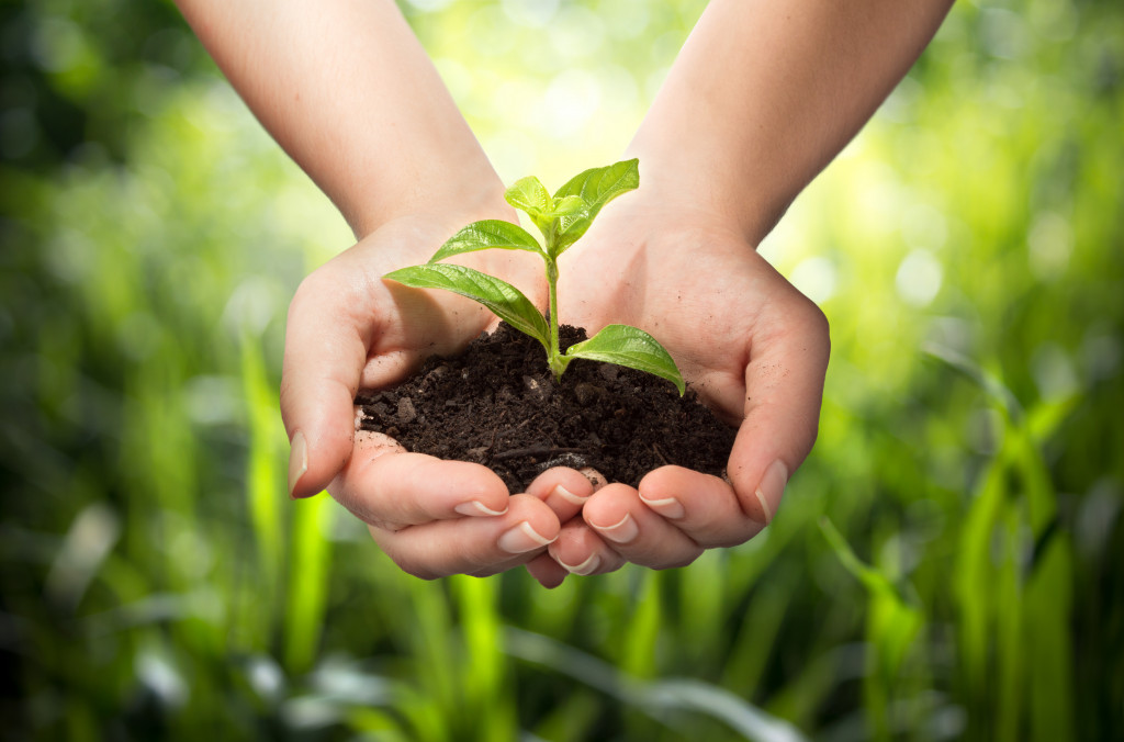 Person holding a plant with soil using two hands.