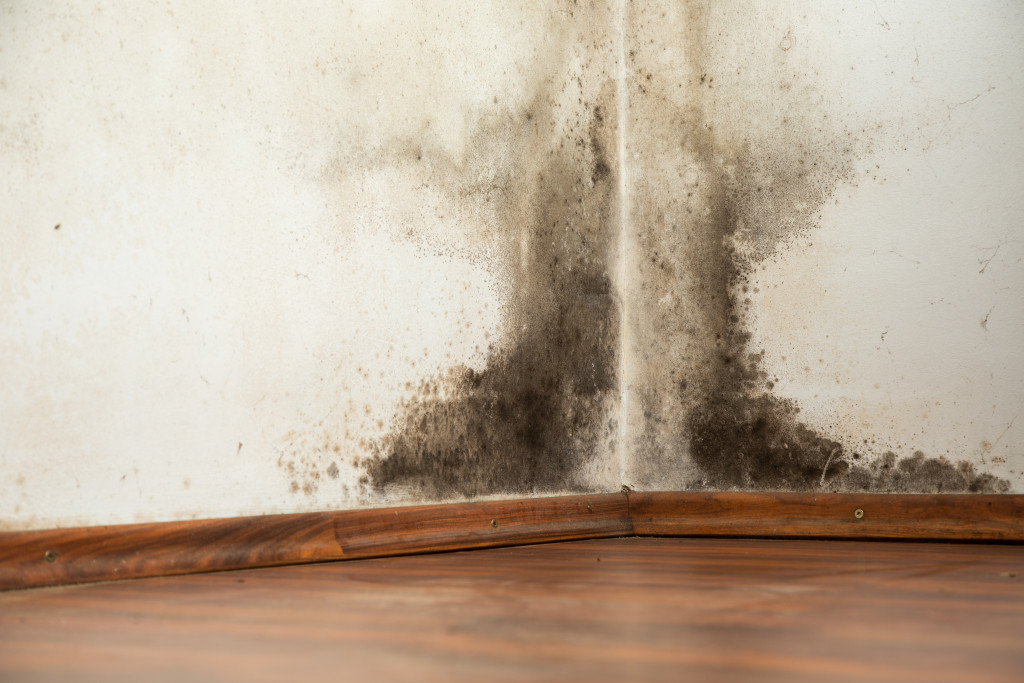 Mold growth at home