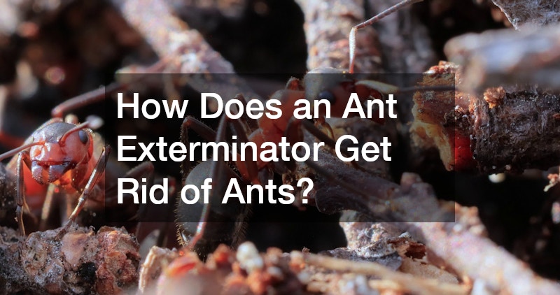 How Does an Ant Exterminator Get Rid of Ants?